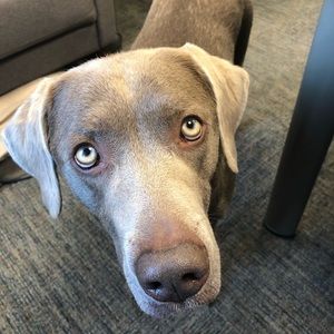 Meet your Posher, Stephen